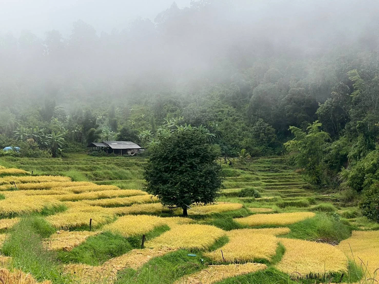 Green and golden terraced fields beneath mist at the foot of a hillside